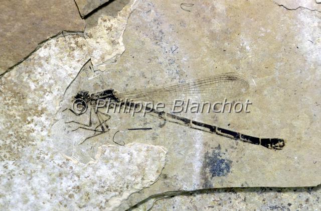 libellule fossile.JPG - Lestes cerestiLibellule fossile, Oligocène supérieurOdonata, LestidaeFrance
